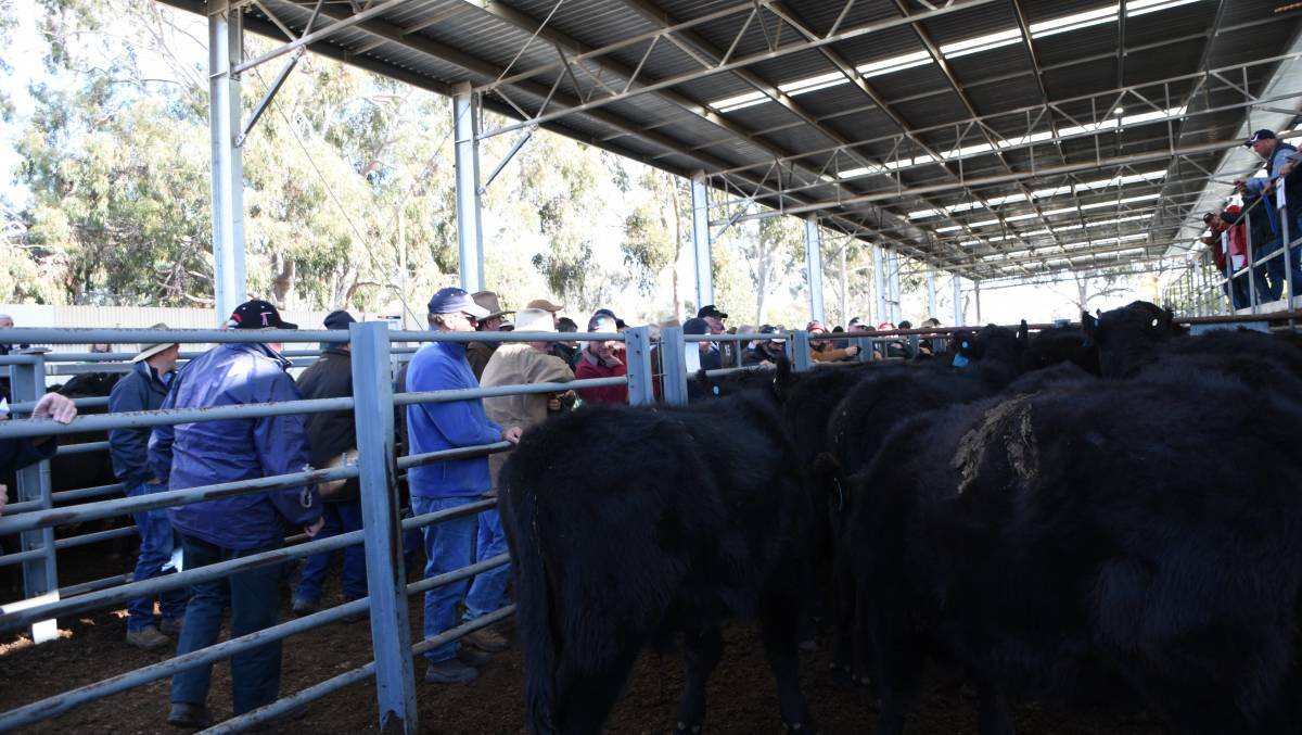 MARKET: Cattle prices rose per head at Euroa.