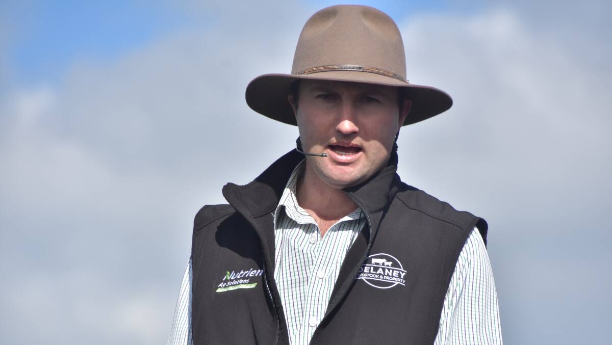 Stock agent Anthony Delaney, Delaney Livestock & Property, Pakenham, pictured at the Heyfield weaner sale. File picture