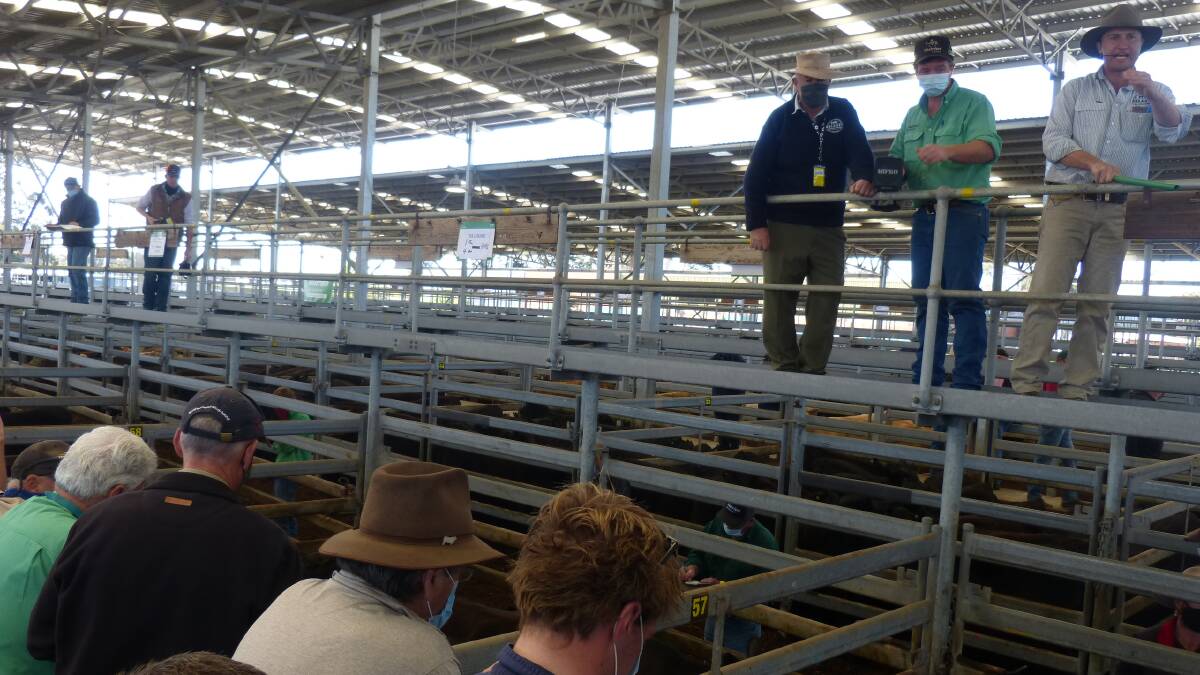 DEMAND: South Gippslanders were among the big buyers at Sale on Thursday. File photo.