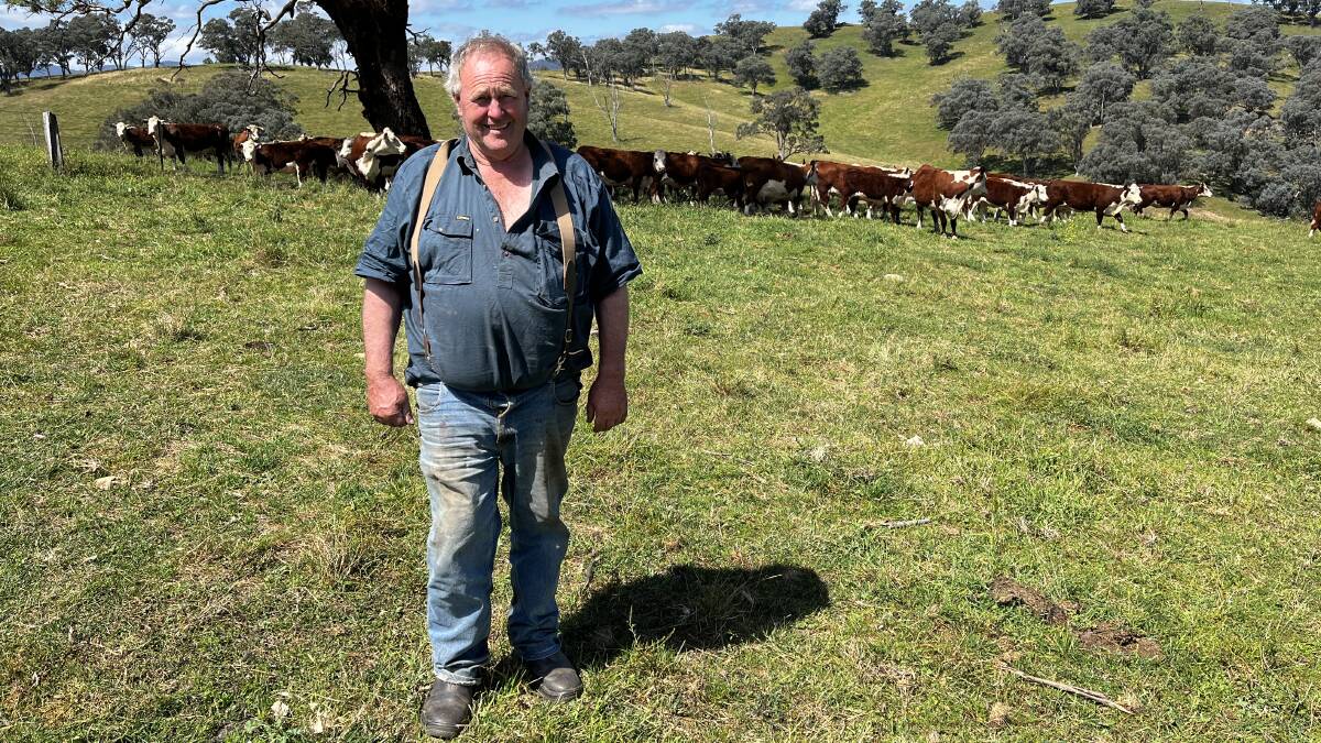 MOUNTAIN CATTLE: Philip 'Bluey' Commins, Nunniong Herefords, Ensay, will sell 200 Hereford calves at Ensay's weaner sale in March.