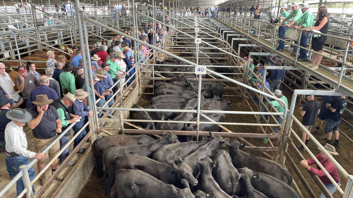 South Gippsland and local Bairnsdale buyers bought the bulk of cattle on offer at the East Gippsland sale. File pic