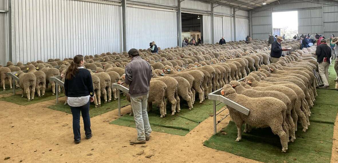 Victoria and Tasmania's best Merino studs for 2023 have been revealed. Picture by Rebecca Nadge