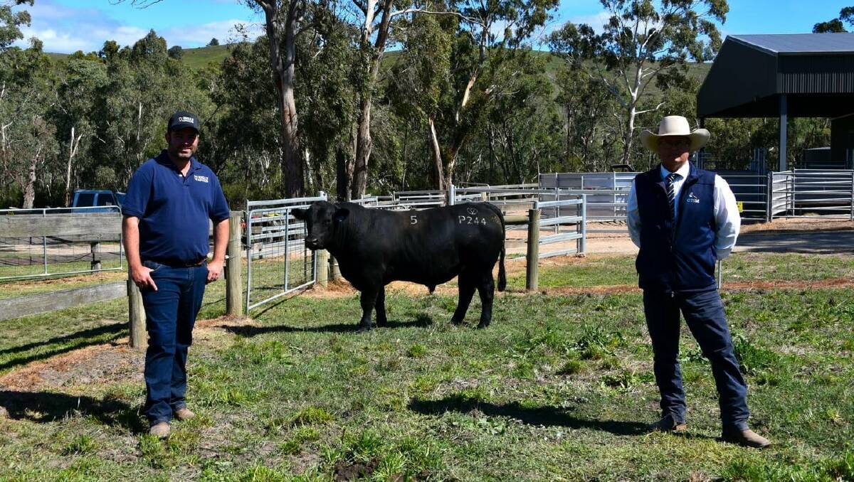 TOP BULL: Kelly Angus stud principal Patrick Joyce and GTSM auctioneer Michael Glasser with the top-priced $10,000 bull.