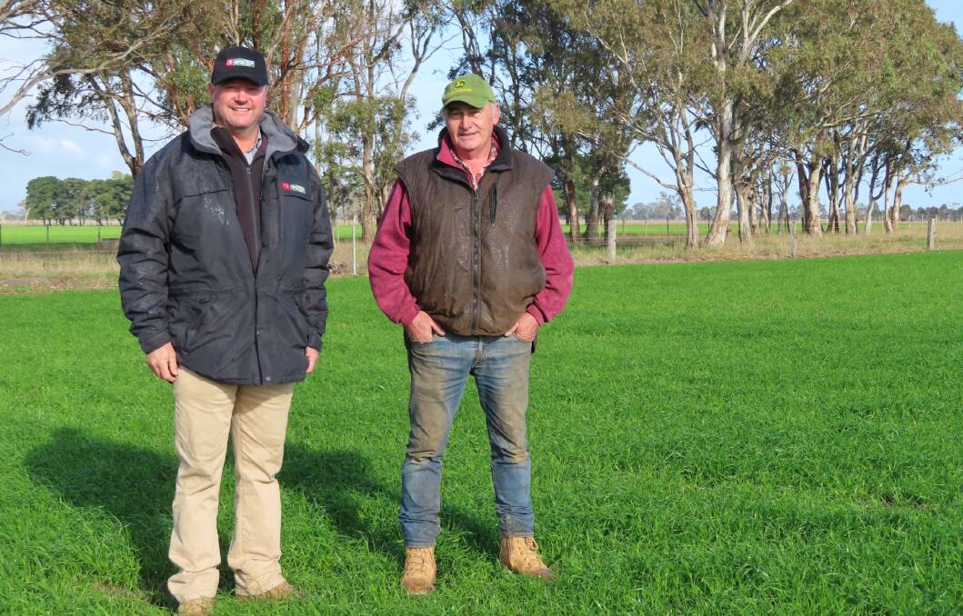 FEED ON HAND: Central Gippsland graziers Simon and Jim Fleming have trialed the new ryegrass and say it offers a number of benefits.