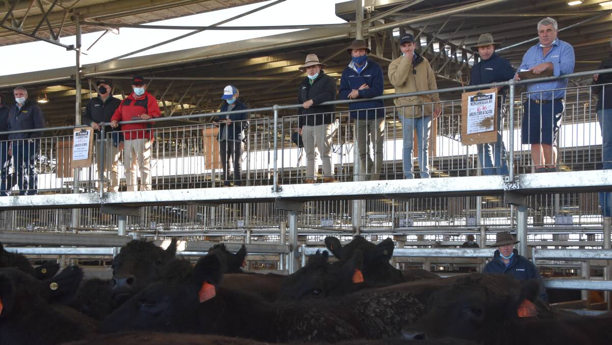 About 6500 cattle will be sold at the WVLX in January.