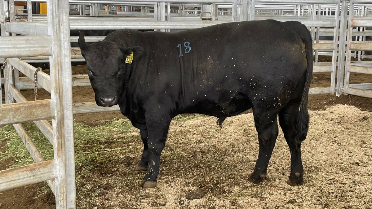 Langi Kal Kal Angus stud sold 40 bulls at its on-property sale at Trawalla on Wednesday. Picture supplied