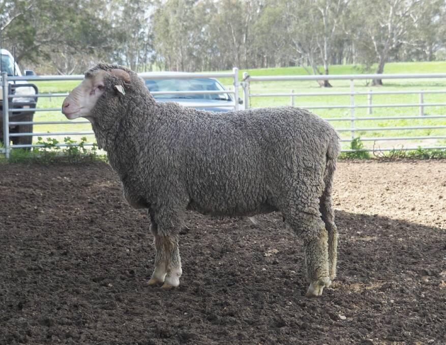 SECOND ON-PROPERTY SALE: Curlew Merino's top-priced ram, Lot 20, 190279, was purchased for $7000 by a client in western Victoria on Monday.