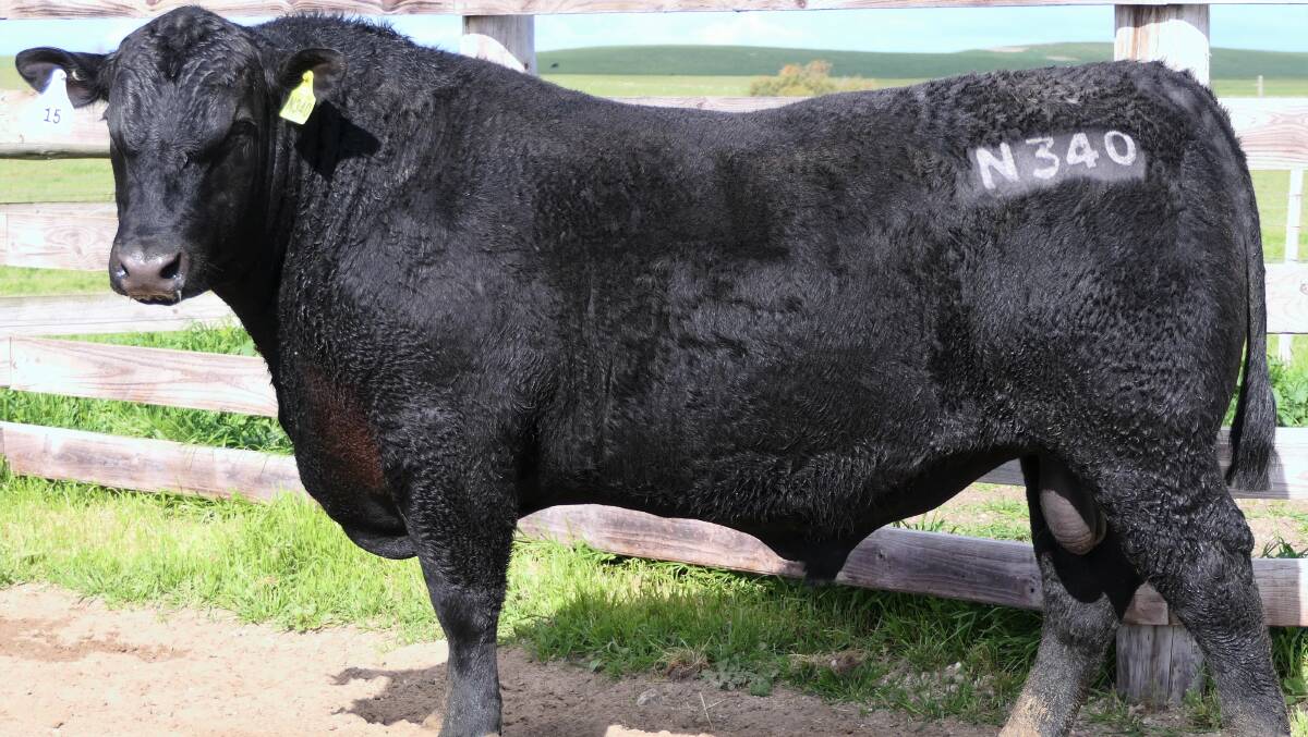 TOP PRICE: Stoney Point Performance Angus' Lot 15, Nolte N340, sold for $9000 at the stud's spring bull sale in Hamilton last week.