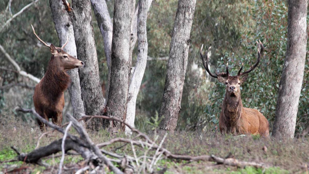 HOLD: Deer populations are rising in Victoria, however, the government has delayed a plan to control the animals.