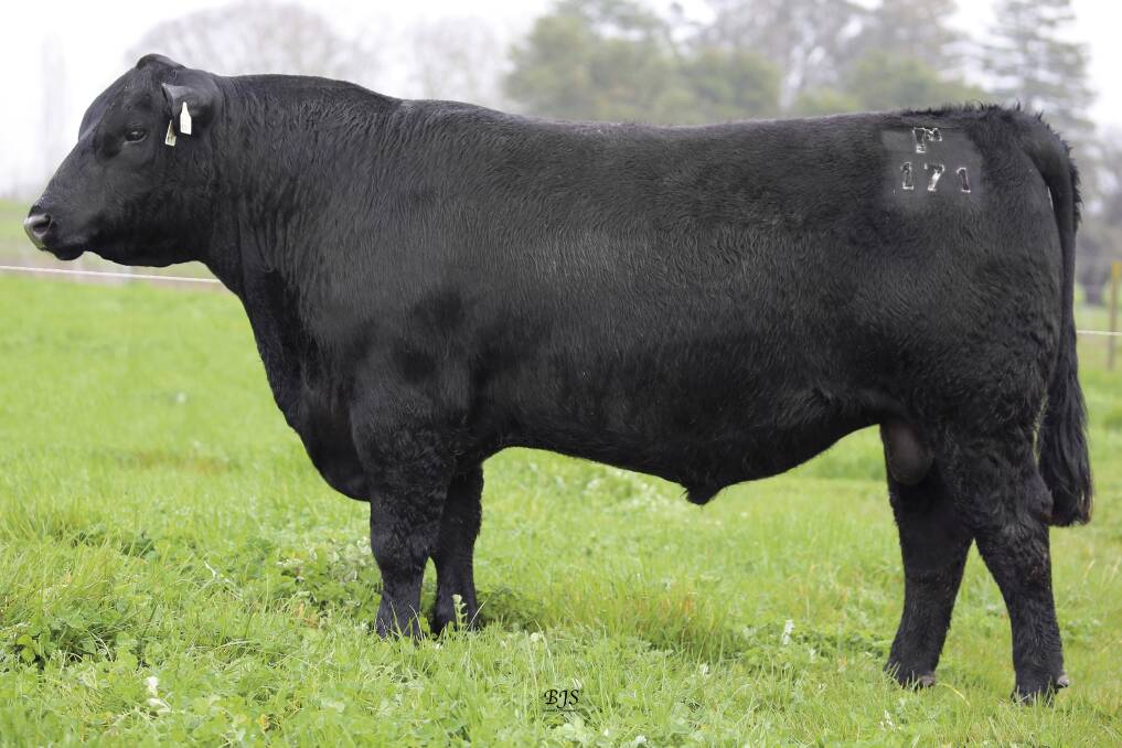 SALE TOPPER: A top price of $20,000 went to Lot 2 Alpine Beast Mode K171 whose phenotype displayed great structural soundness and EBVs with a massive growth spread and first-class indexes, the stud said. 