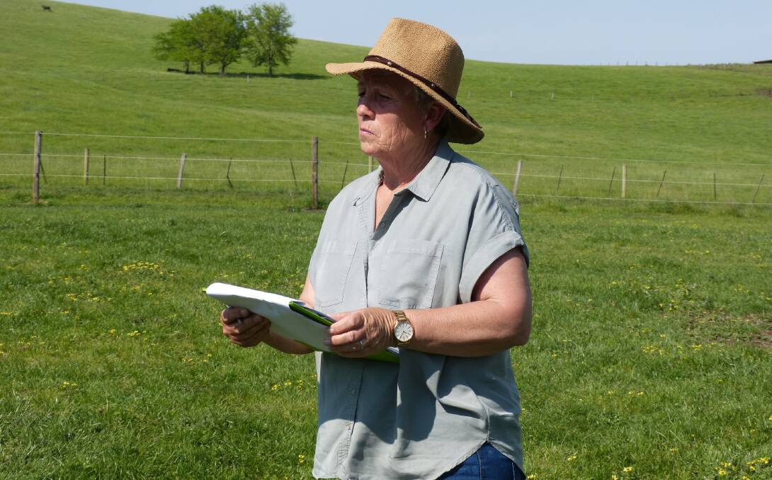 IN DEEP THOUGHT: Simmental judge Kathy Eden inspects some calves at Mt Ararat, Nar Nar Goon.