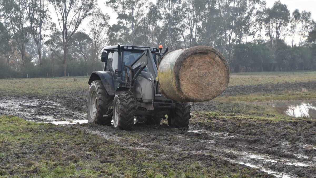 WET: Alan Paulet feeds out fodder on his soaked Glengarry property.