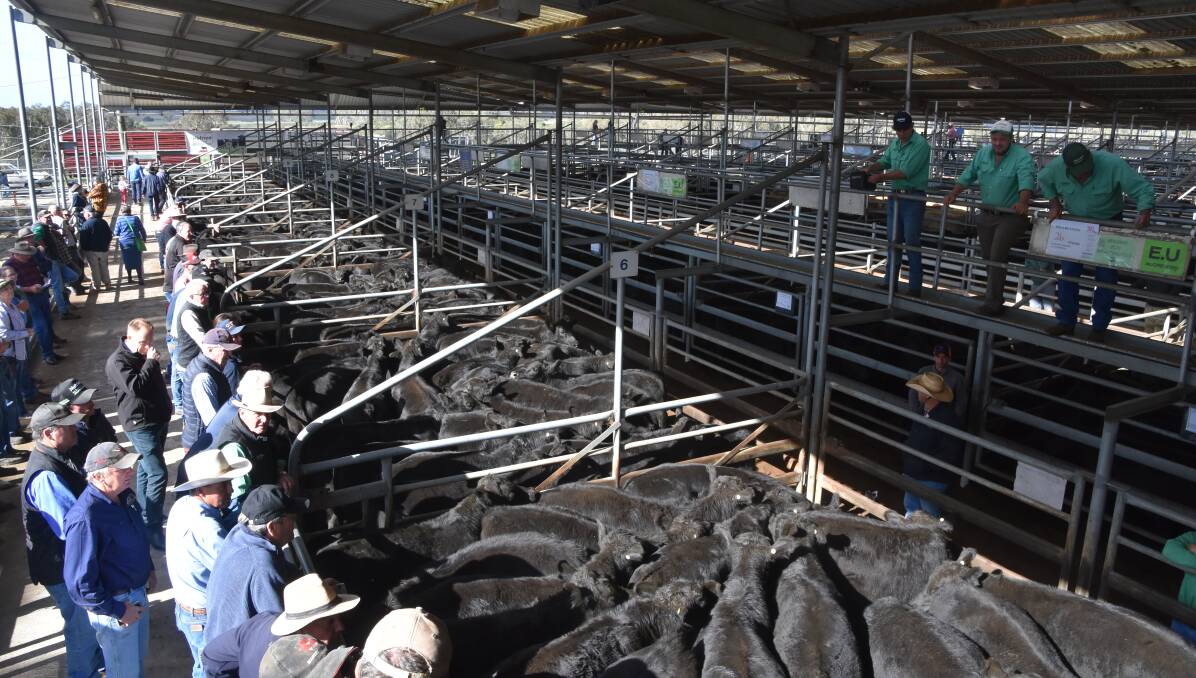 East Gippsland agents yarded about 1200 cattle at the fortnightly store market. File picture