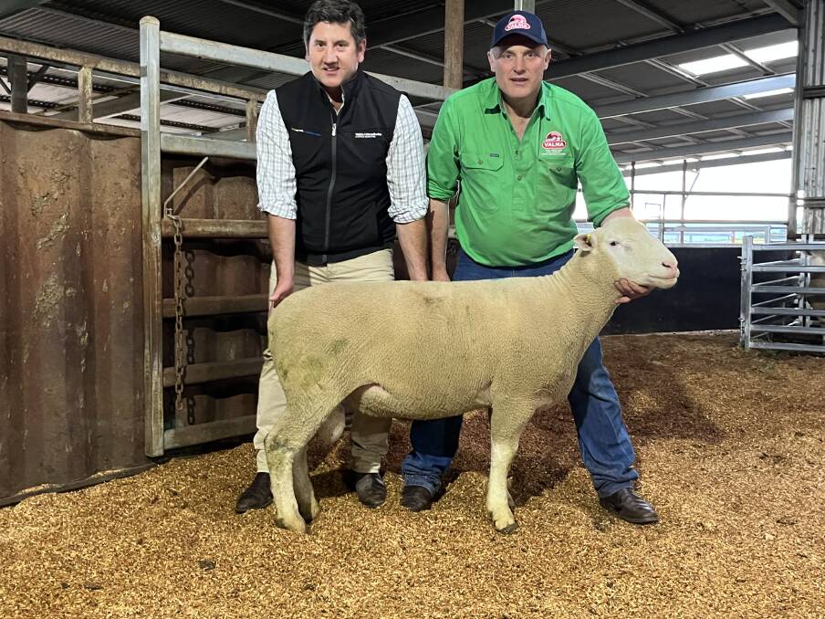 Mark Webb, Webb & Woodiwiss Livestock Marketing, and Valma stud principal Andrew McLauchlan, Whitemore, Tasmania, with the top-priced Poll Dorset ram.