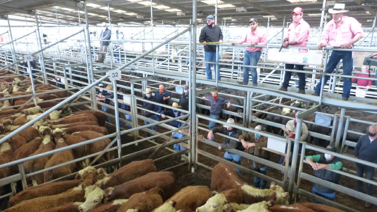SALE-O: Agents yarded 600 cattle at Bairnsdale on Friday. File photo.