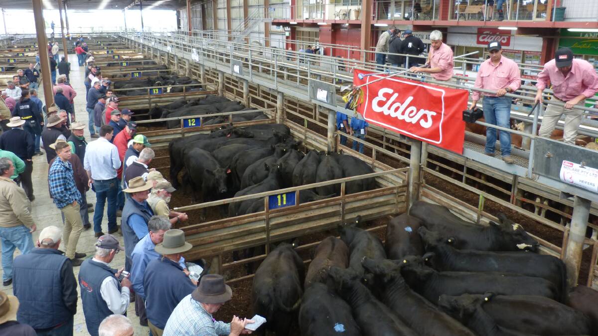 Agents yarded about 2000 cattle at the VLE in Pakenham on Thursday. File picture