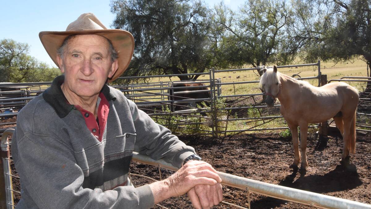 CHARACTER: Mr Hamblin also breeds Australian ponies.