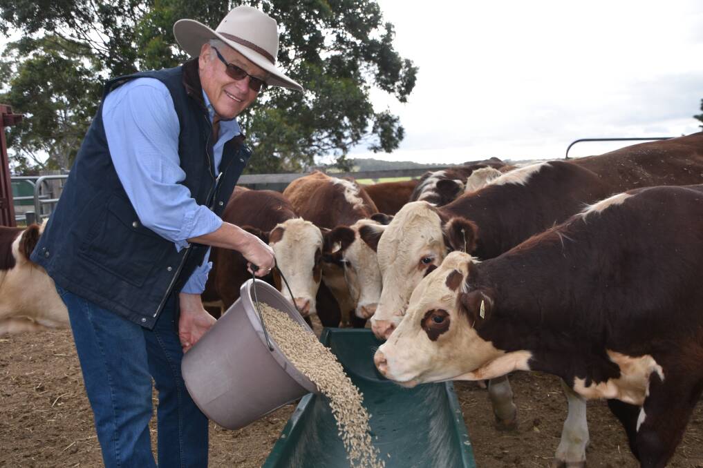 IN WITH THE NEW: Bill Kee, Warringa Herefords, Sarsfield, uses artificial insemination solely in his Hereford stud in Victoria's east.