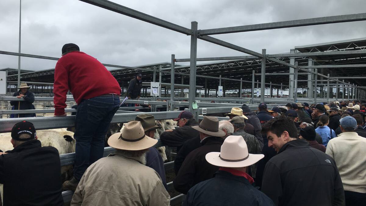 COMPETITION: Thousands of cattle will be yarded in February during Ballarat's annual weaner sales.