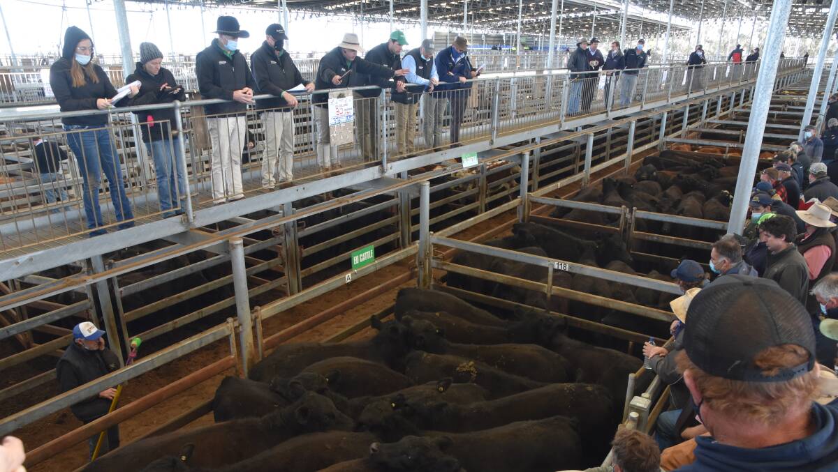 SOLD: A huge yarding of cattle will be sold in the western district at Mortlake.