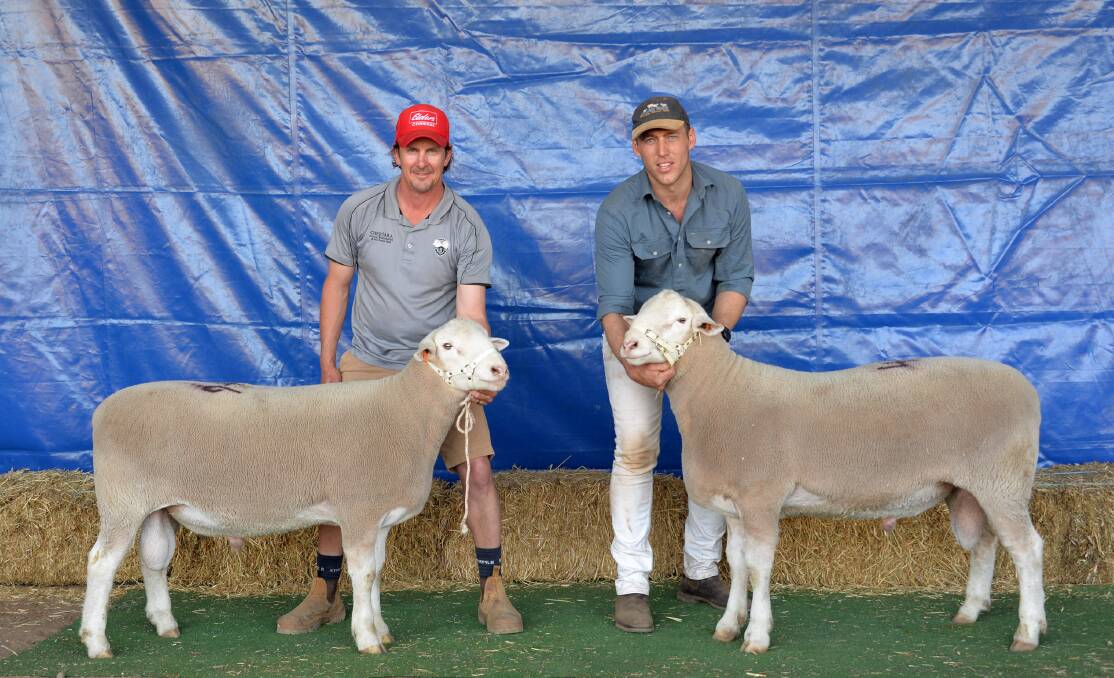 HEADING WEST: Nick Cheetham, Cheetara stud, Narembeen, WA holds the Adelaide Supreme White Suffolk ram he purchased at the Anden sale for $6000 and Anden's Joel Donnan holds the $6500 top-priced ram purchased via phone by Nathan Ditchburn, Golden Hill stud, Kukerin, WA.