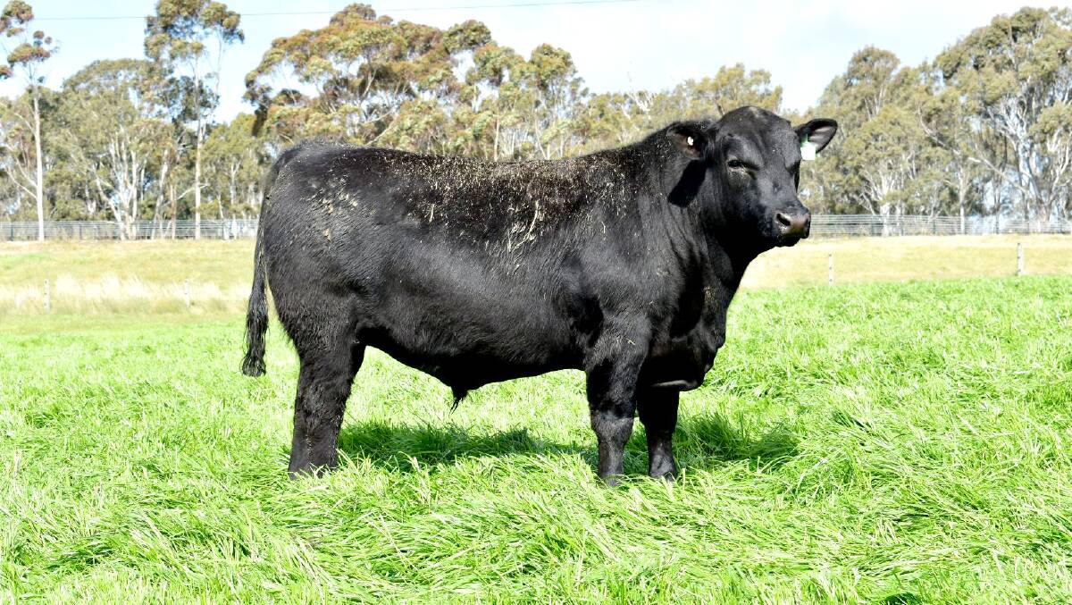 BIG BOY: Leawood Angus' top-priced bull, lot 24 Q024, was bought by Scott Campbell, Mardan, through SEJ Leongatha. 