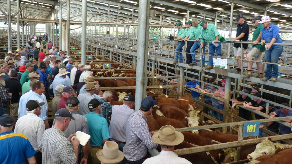 BACK ON: Leongatha's fortnightly store cattle sale will resume tomorrow.