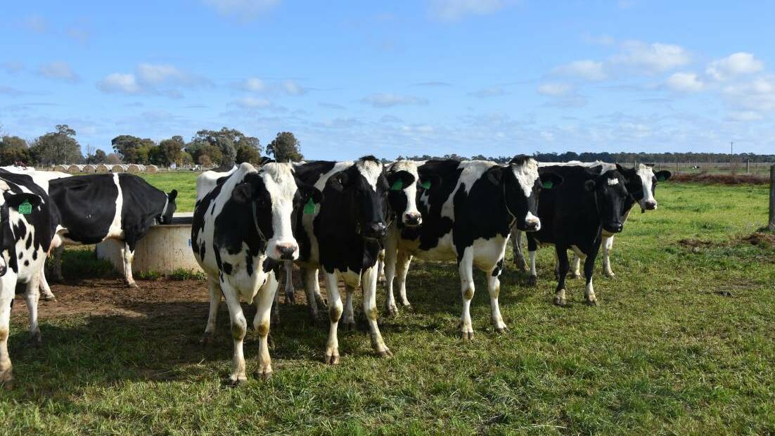 JUMP IN CONFIDENCE: A Rabobank survey has found optimism in dairy farmers and grain growers has jumped in the last quarter.
