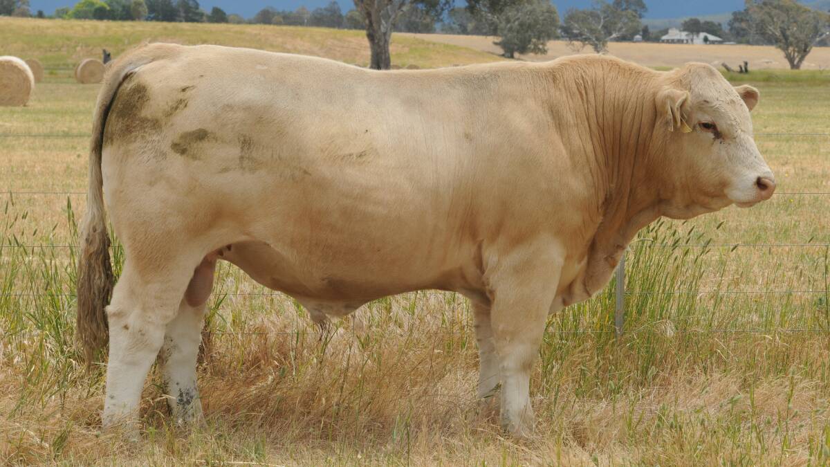 TOP BULL: Mount William Plum, a rising two-year-old homozygous polled red factor Charloais bull, was bought by Palgrove Pastoral Co, Dalveen, Queensland for $18,000.