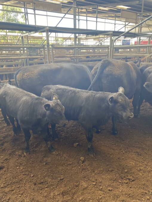 SOLD: This pen of second and third calving Angus cows with four and five-month-old calves at foot, consigned by M & J Brady, Tyers, rejoined to a Millah Murrah bull for eight weeks sold for $4080.