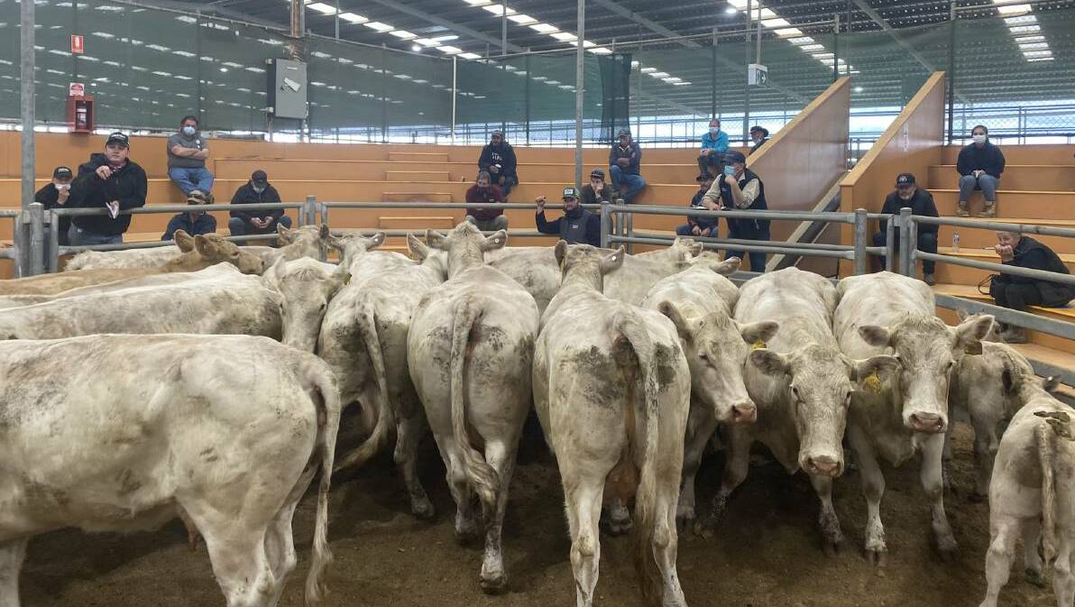 SOLD: Agents yarded 800 cattle at Echuca on Monday. File photo.