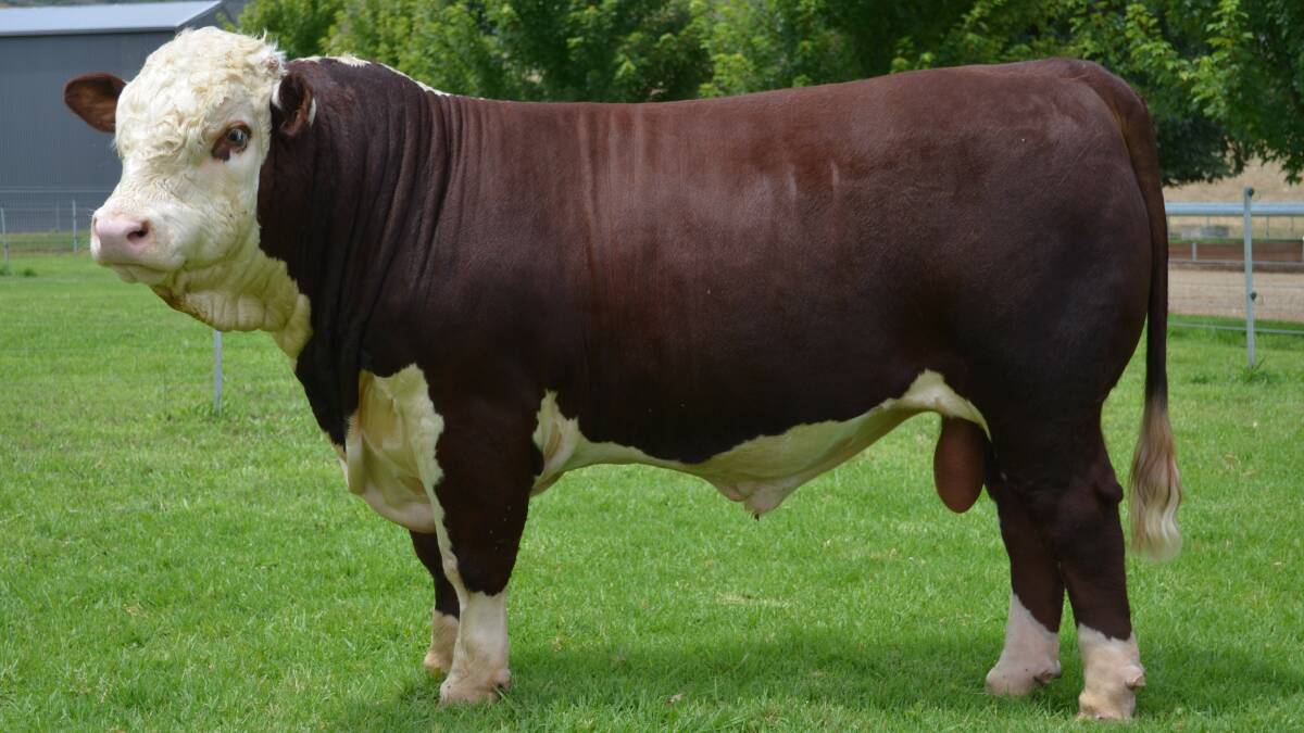 The second top-priced bull, Lot 5, was sold for $22,000.