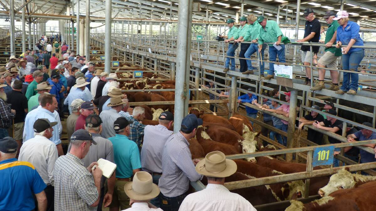 STAFF: The Victorian Livestock Exchange, which runs saleyards including Pakenham and Leongatha, is experiencing a labour shortage.
