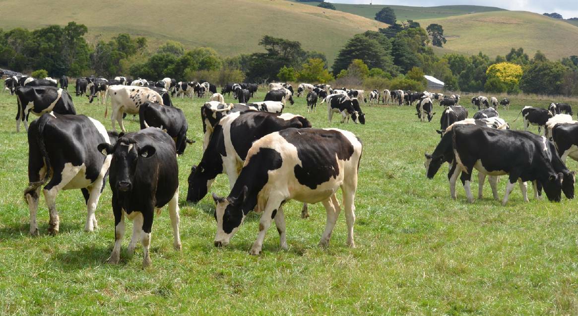 INDUSTRY BACKING: Since Dairy RegTech formally launched in January 2021, 10 manufacturing sites, producing about 10 per cent of Victoria's milk, have adopted the program.