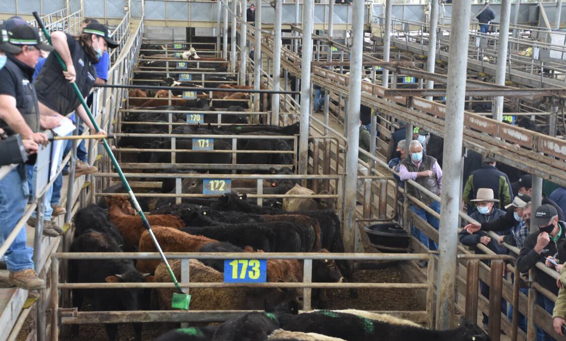 The Victorian Livestock Exchange has opted to shift its store and prime cattle days from July 2024. File picture