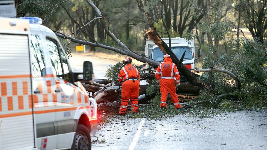 HELP: The SES says most calls for assistance have been for fallen trees. File photo.