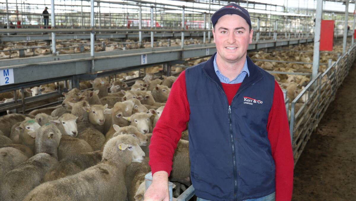 Kerr & Co livestock agent Zac van Wegen, Hamilton, said 90 per cent of the ewes sold at the store sale were bought by farmers within a 100-kilometre radius of the saleyard. Picture by Tracey Kruger