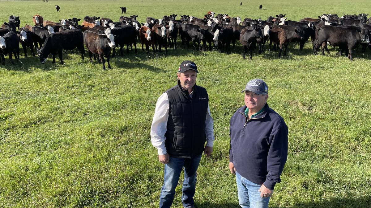 Son and father Glenn and Tim Bowman, The Ridge Pastoral/Bowman Performance Genetics, Rosedale, will sell 400 Angus and Angus/Hereford-cross mixed-sex cattle at Leongatha in November. Pictures by Bryce Eishold