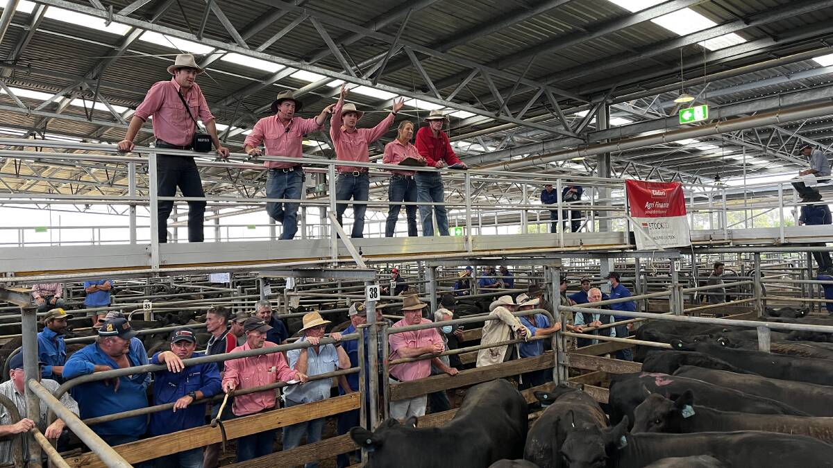 SALE-O: Close to 1000 cattle were yarded at Wangaratta on Friday. File photo.