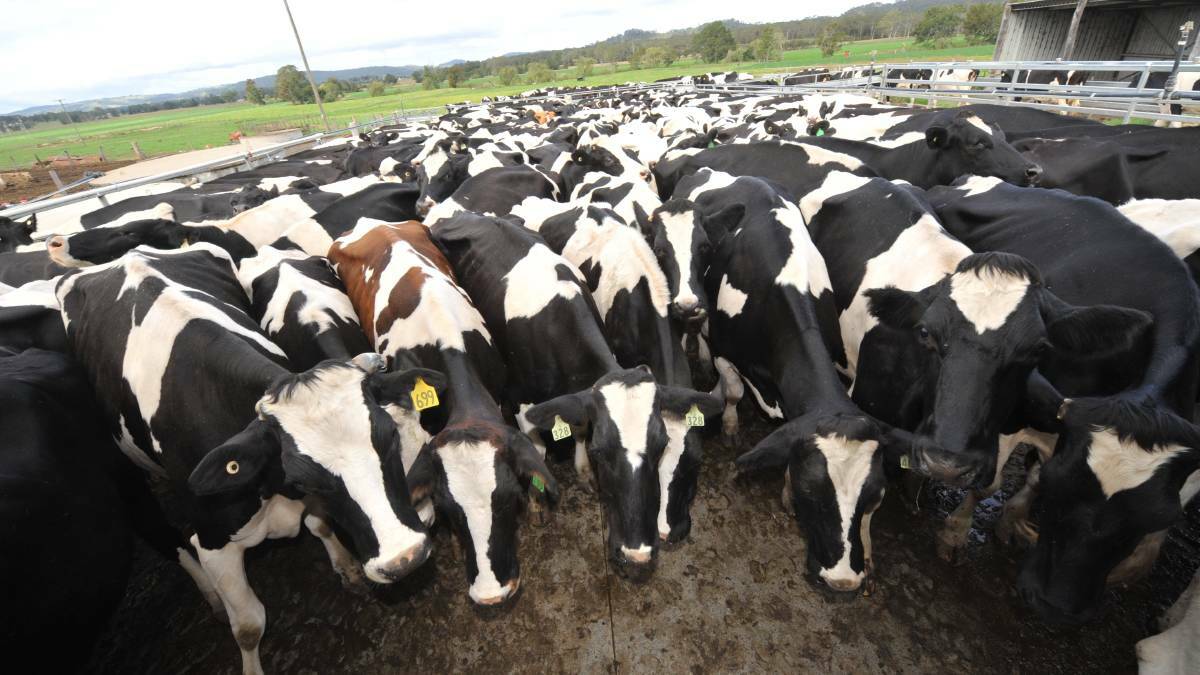 FUTURE PREDICTION: The new Rabobank report flags uncertain times for dairy.