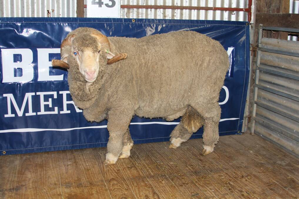 GOOD FRAME: Beverly Merino stud's top-priced ram in the number two stud was bought by Ray Neville, Clive Farming, Cressy, for $3000.