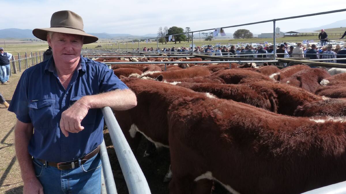 HIGH COUNTRY: Vendor Peter Soutter, Ellerslie, Benambra, sold 72 Hereford steers to a top of $1500 at Hinnomunjie last March.