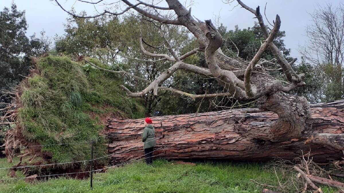 WILD WINDS: Gippsland cattle farmer Shirley Trenery, Neerim South, stands by a 143-year-old stone pine which fell on her West Gippsland property in June.