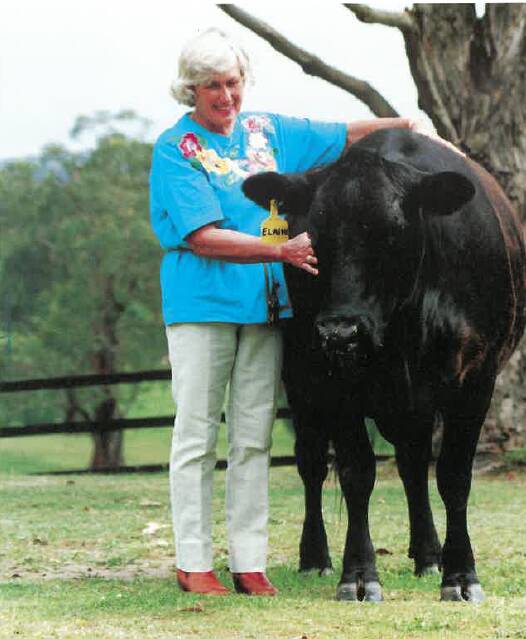 Viv with her favourite cow, Silveiras Elaine, at Tibooburra Angus in the 1980s. Picture supplied