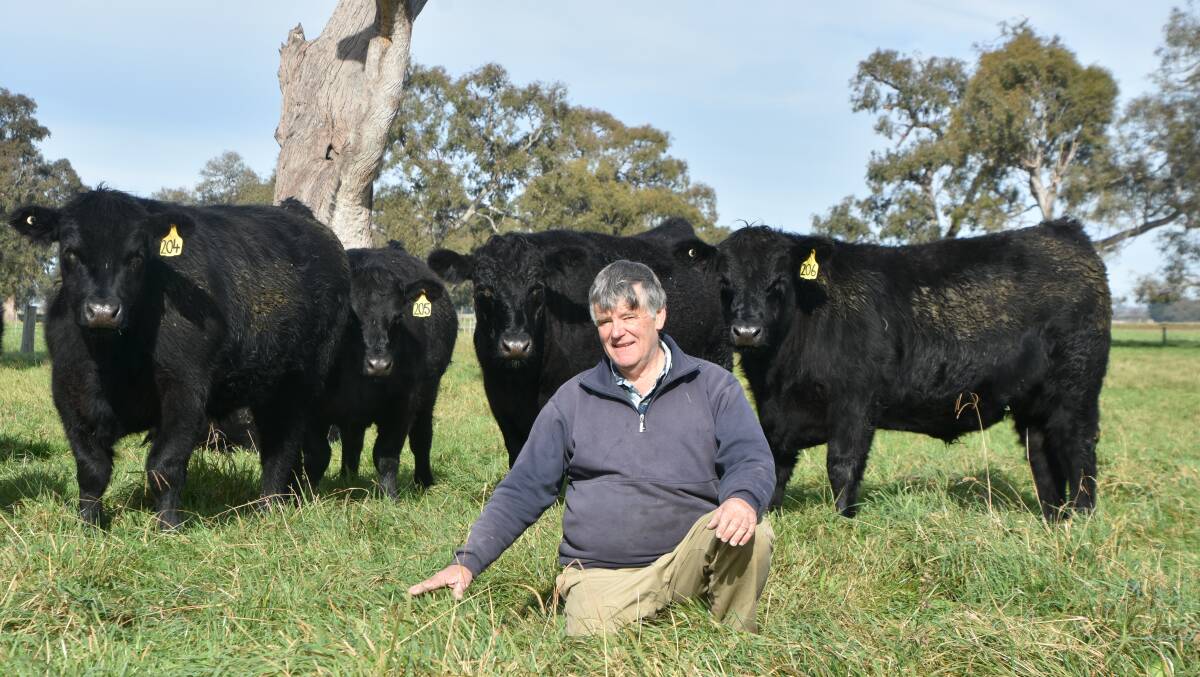 VETERAN: Barry Hollonds, Sale, has ran cattle at his Gippsland property for 30 years and is particuarly interested in the carcase attributes of Anugs.