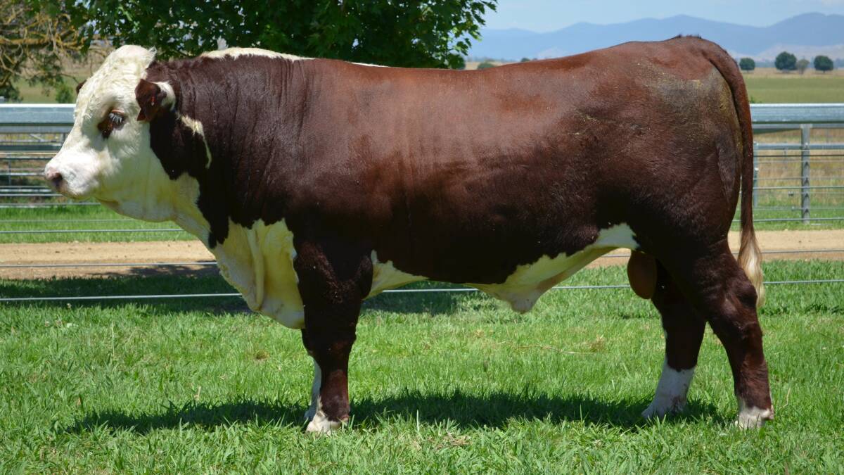 The top-priced $26,000 Sugarloaf Creek bull, Lot 7.
