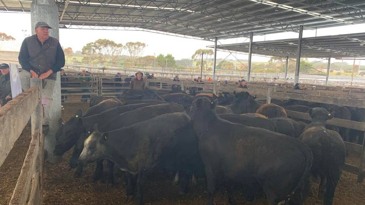 SALE-O: Warrnambool Stock Agents' Association president Jack Kelly sells a pen of Angus cattle at Warrnambool on Friday.