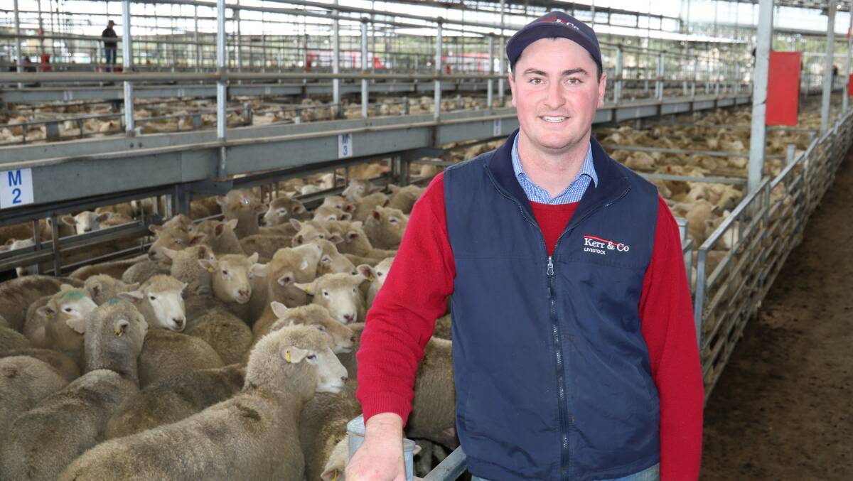 SALE-O: Kerr & Co auctioneer Zac van Wegen, Hamilton, at the saleyards. Photo by Tracey Kruger.