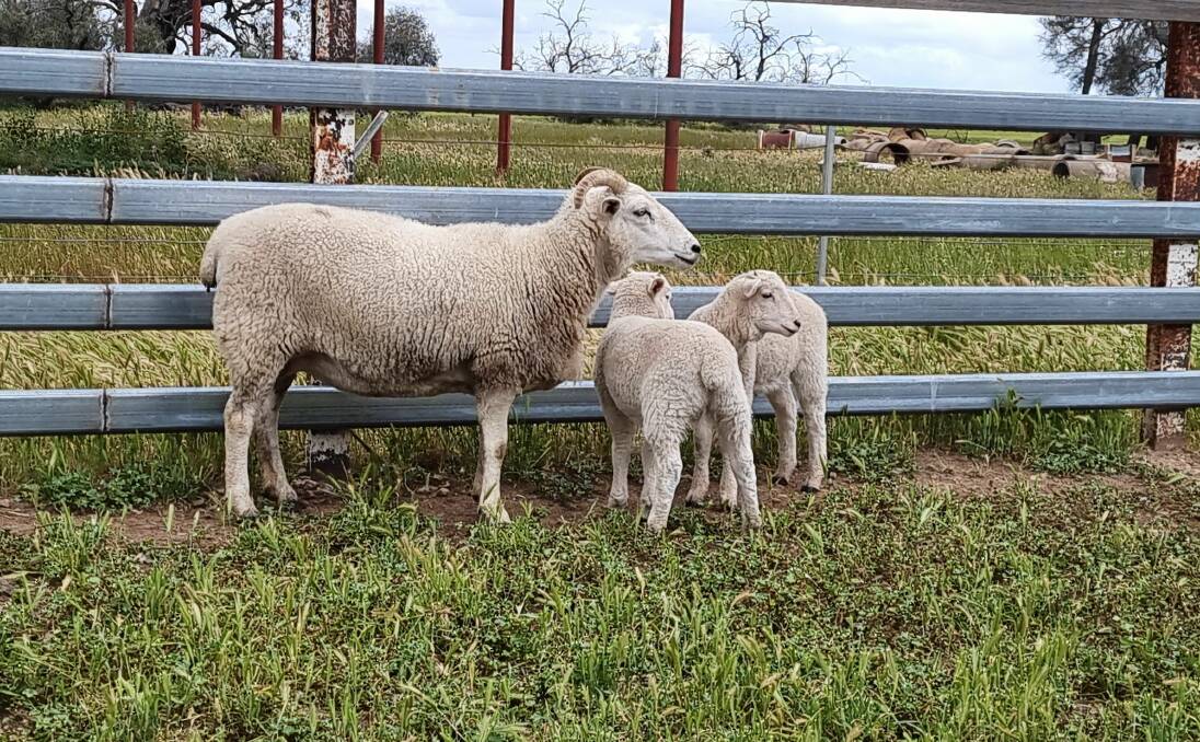 SALE TOPPER: The 2019-drop ewe with twin lambs at foot which sold for $1700 at the Australian Wiltshire Horn Sheepbreeders Association online sale.