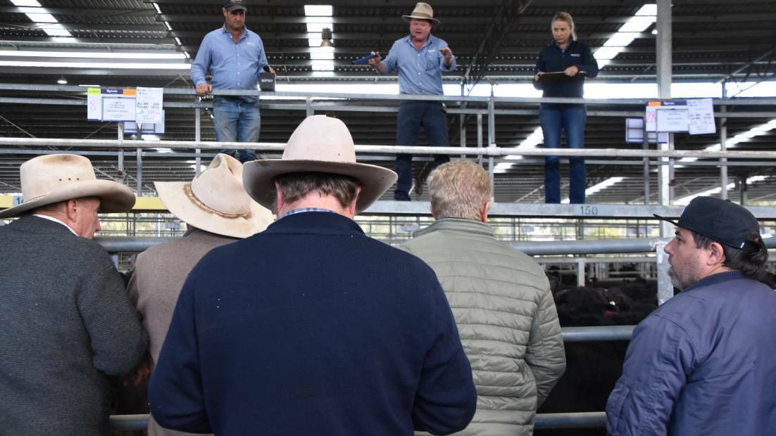 GALLERY: A mix of feedlotters, commission buyers and local restockers fought hard for a slice of the action at Yea on Friday.
